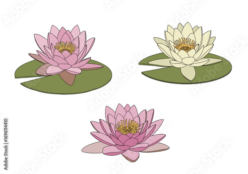 Three beautiful water lily flowers blooming gracefully on lily pads in a tranquil pond setting