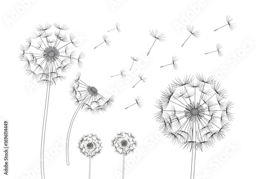 Delicate dandelion seeds floating on a gentle breeze across a white background