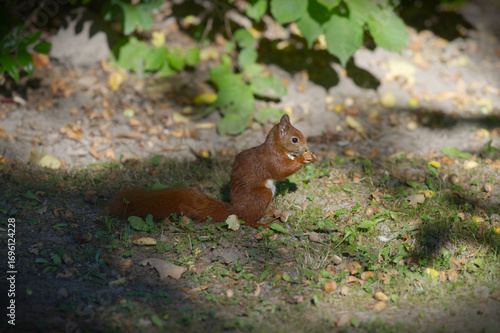 sitzendes Eichhörnchen beim Fressen