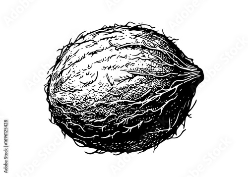 Coconut vector engraving style illustration