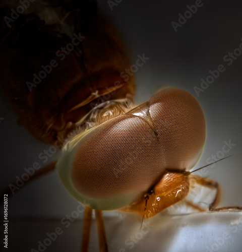 Fotografi Extreme macro close-up of a dragonfly’s compound eye, showing the intricate ommatidia structure in fine detail