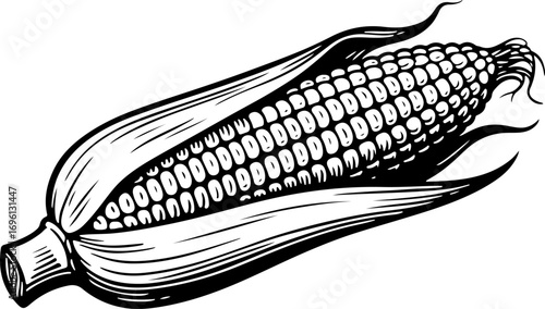 Corn. Vector engraving style illustration