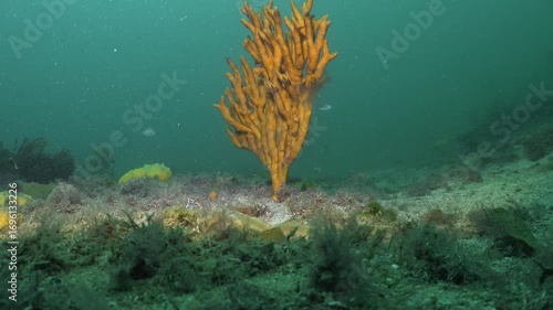 Orange finger sponge growing from flat seabed covered with coarse sand and algae with juvenile fish in background. Location: Leigh New Zealand