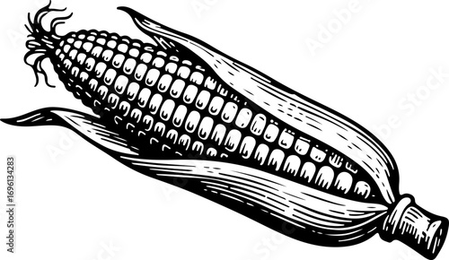 Corn. Vector engraving style illustration