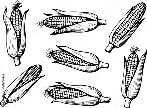 Corn. Vector engraving style illustration