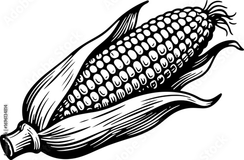Corn. Vector engraving style illustration
