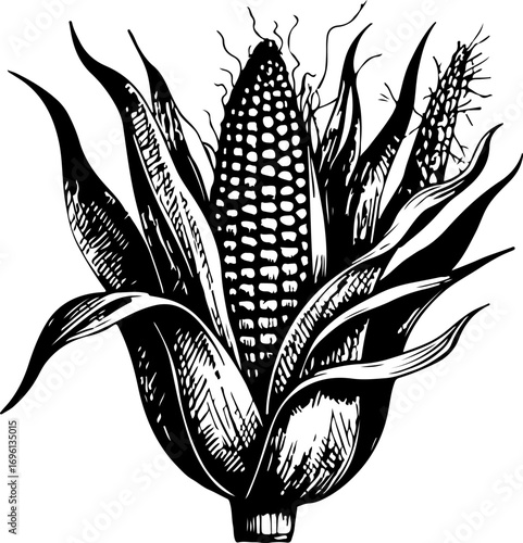 Corn. Vector engraving style illustration