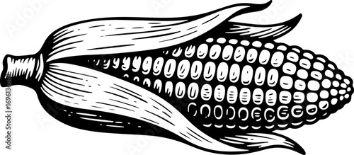 Corn. Vector engraving style illustration