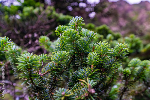 Pine tree and pine need