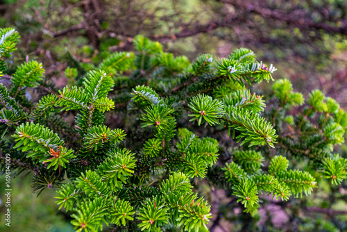 Pine tree and pine need