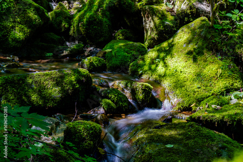 small waterfall in the forest