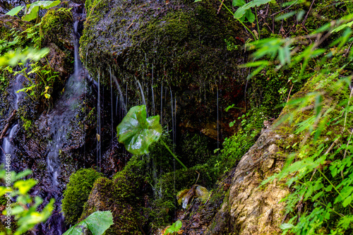 moss on the rocks