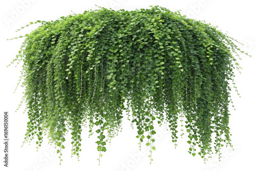 Weeping green plant isolated on transparent background
