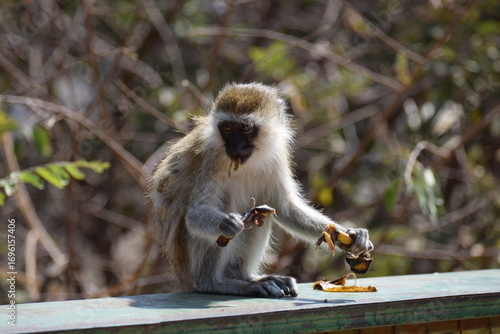 Close-up of a monkey eating a banana