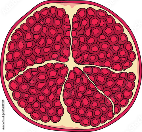 Pomegranate Cross Section Illustration
