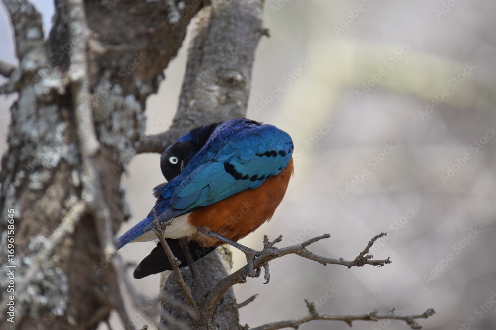 Obraz premium African Superb Starling perched on a branch
