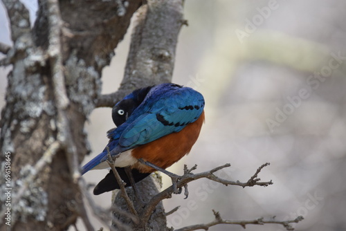 African Superb Starling perched on a branch