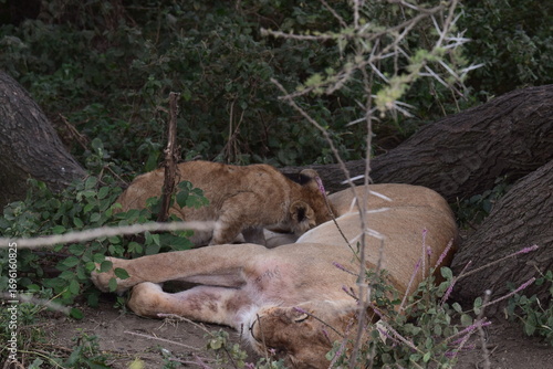 Lion cub nursing from its mother in the African savannah