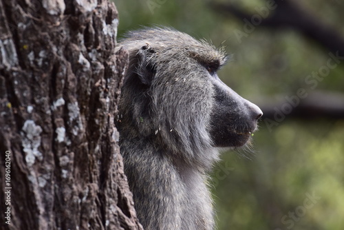 Close-up profile of a monkey on a tree