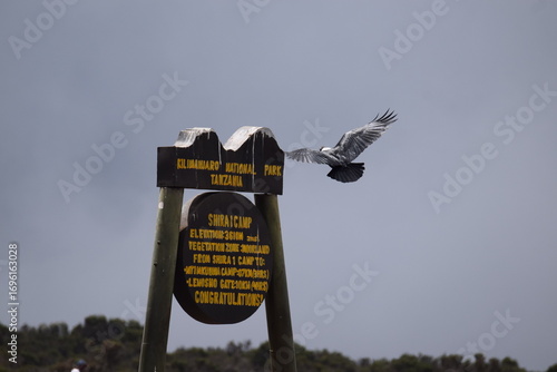 sign on the Kilimanjaro road with bird flying