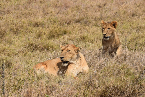 Lioness with her cubs in the wild