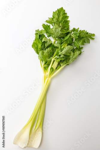 セロリ　白バック