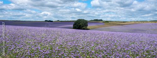 field of purple tansy or fiddleneck in wiltshire blooms beautifully purple