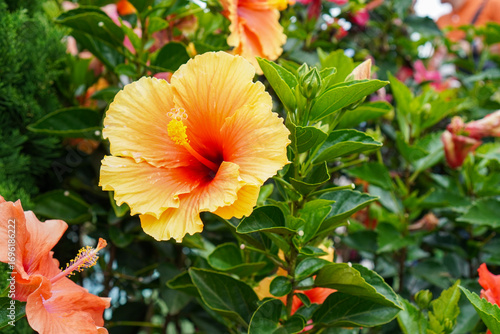 Beautiful orange hibiscus flower with red center blooming among lush green leaves.