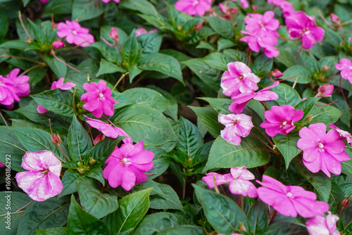 Vibrant pink impatiens flowers blooming with fresh green leaves in a garden bed.

