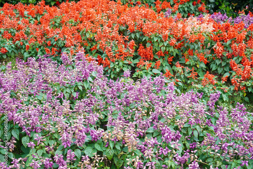 Vibrant purple and red salvia flowers blooming together in the garden.