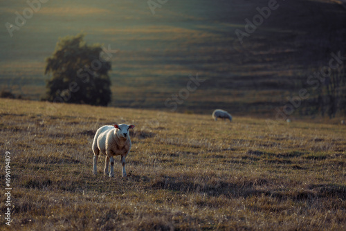 Sheep in landscape