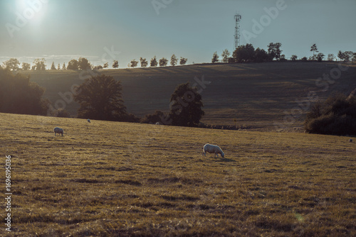Sheep in landscape