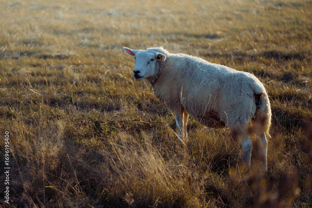 Obraz premium Sheep in landscape