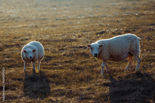 Sheep in landscape