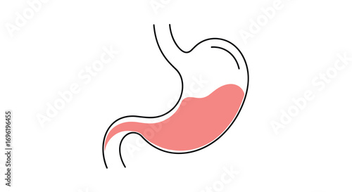 Understanding the human digestive system and its crucial role in nutrient absorption and energy production for bodily functions