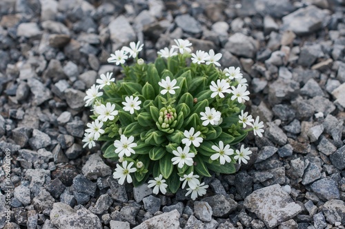 Tiny white blossoms with fleshy leaves typical of cold desert cryophytes. Mouse-ear chickweed (Cerastium regelii c espitosum) growing on loose gravel affected by frost heave.