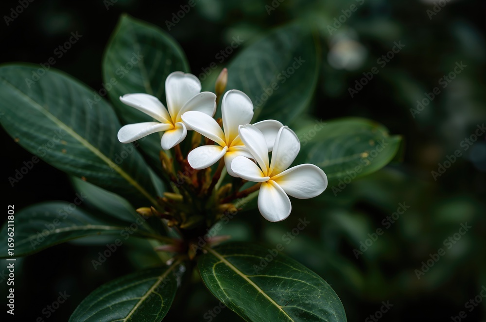 Fototapeta premium White Adenium blooms resembling Japanese frangipani flourishing in a home garden, featuring abstract autumn beauty with black and apple tones