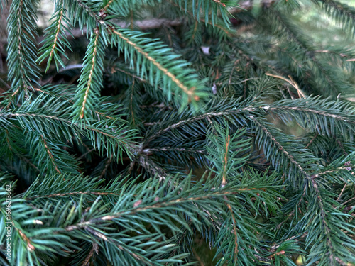 close up of pine needles