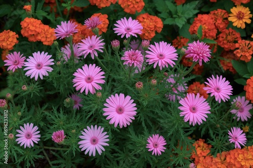 Vivid garden scene featuring pink Pentas alongside crimson marigolds amidst rich foliage.