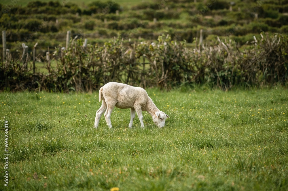 Obraz premium A lone lamb grazing among the bushes in a meadow.