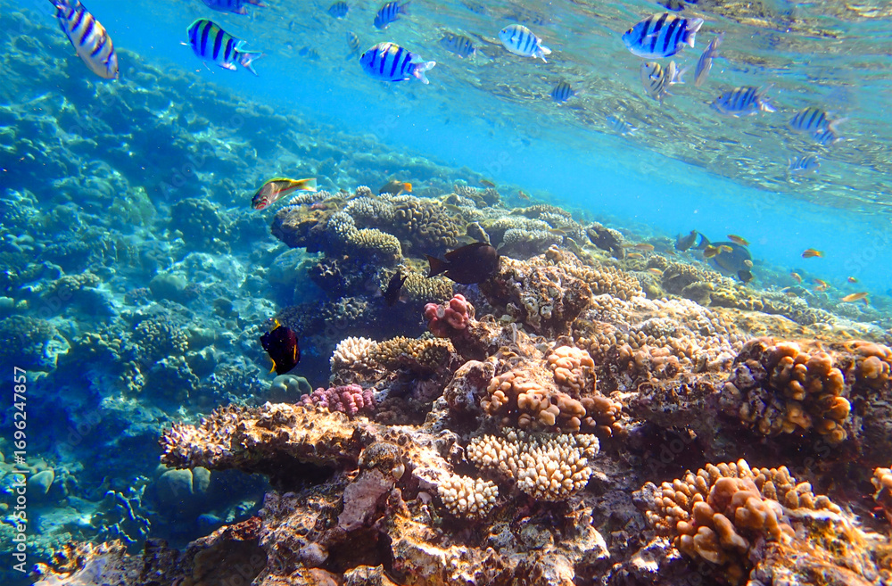 Fototapeta premium Colorful coral reef underwater with colonies of stony corals Acropora and Porites. Above the reef