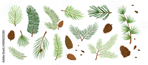 Fir branch and pine cone, Christmas tree, winter needle plant. Cartoon Xmas spruce evergreen, foliage twig green set isolated on white background. Forest coniferous color icon. Vector illustration