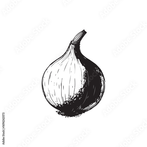 Onion Vector (2).eps