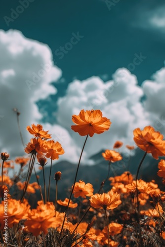 Close-up of orange cosmos flowers in a field under a bright, partly cloudy sky with distant mountains fading into the horizon