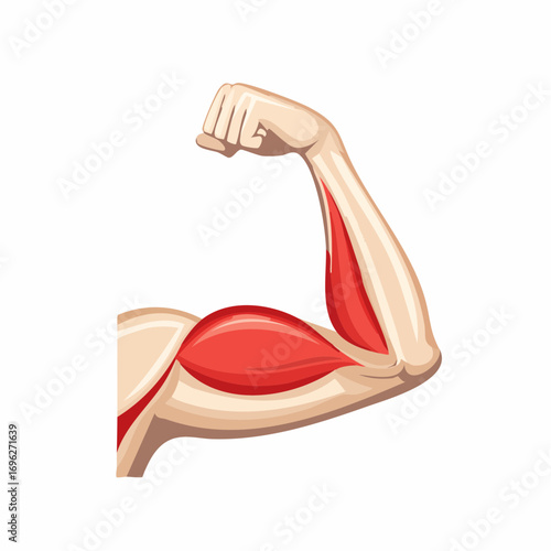 Forearm muscle