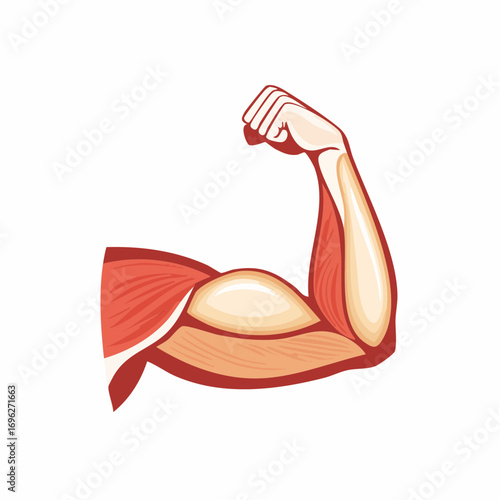 Forearm muscle