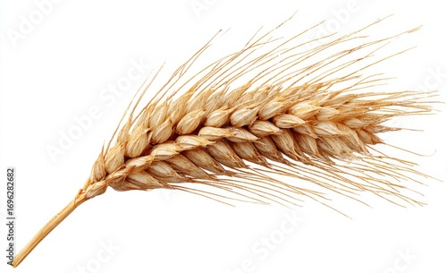 A single, golden-brown ear of wheat, sharply detailed, lies diagonally against a stark white background