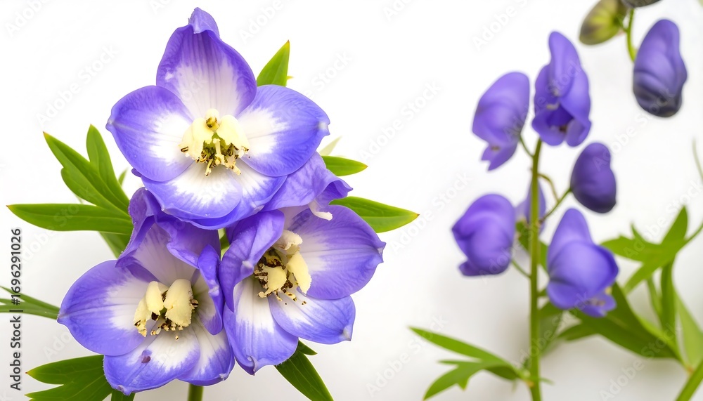 Obraz premium Close-up of vibrant purple and white flowers