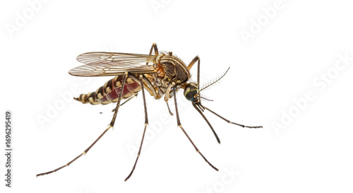 Isolated Mosquito