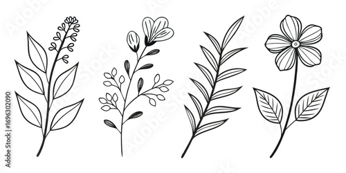 Handdrawn botanical illustrations of delicate plants and flowers.